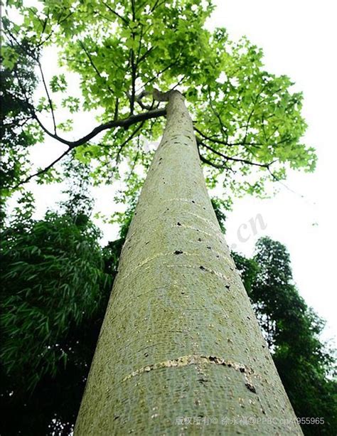 梧桐樹鳳凰|中國梧桐：被法國梧桐取而代之的棲鳳之木